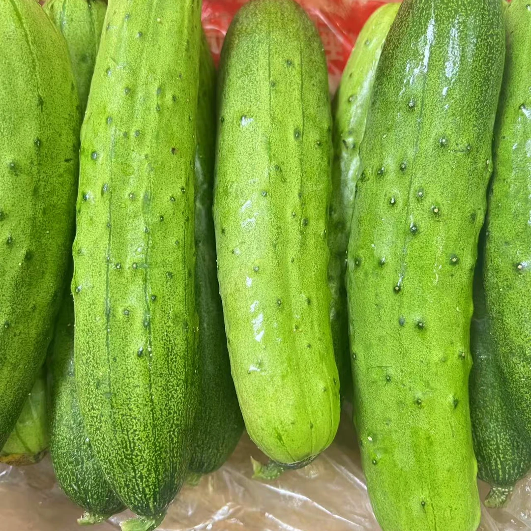 本地农户露天自种黄瓜新鲜生吃黄瓜现摘先发新鲜清脆爽口 5斤