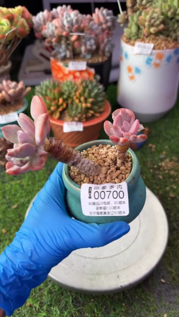 昆明印象多肉00700