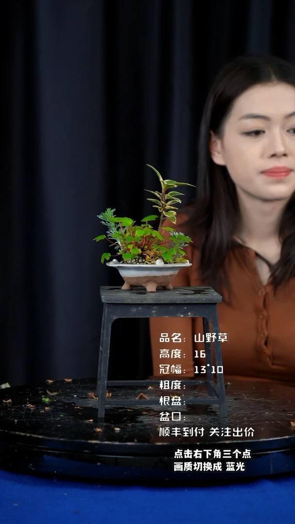 【闪购商品】山野草柴烧盆