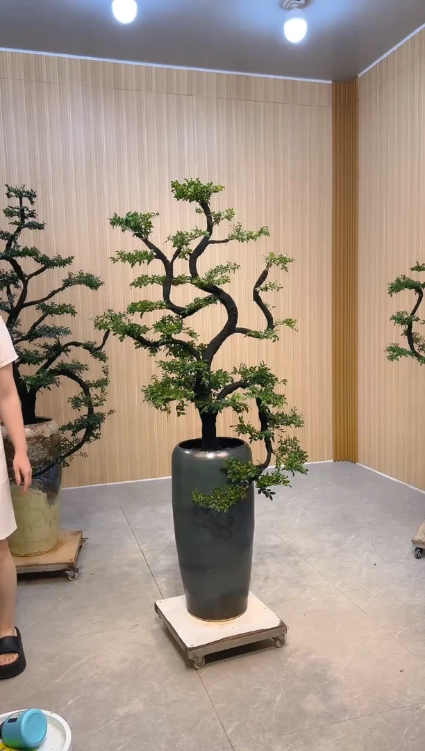 无花朵伯**人广东小叶紫檀小叶紫檀