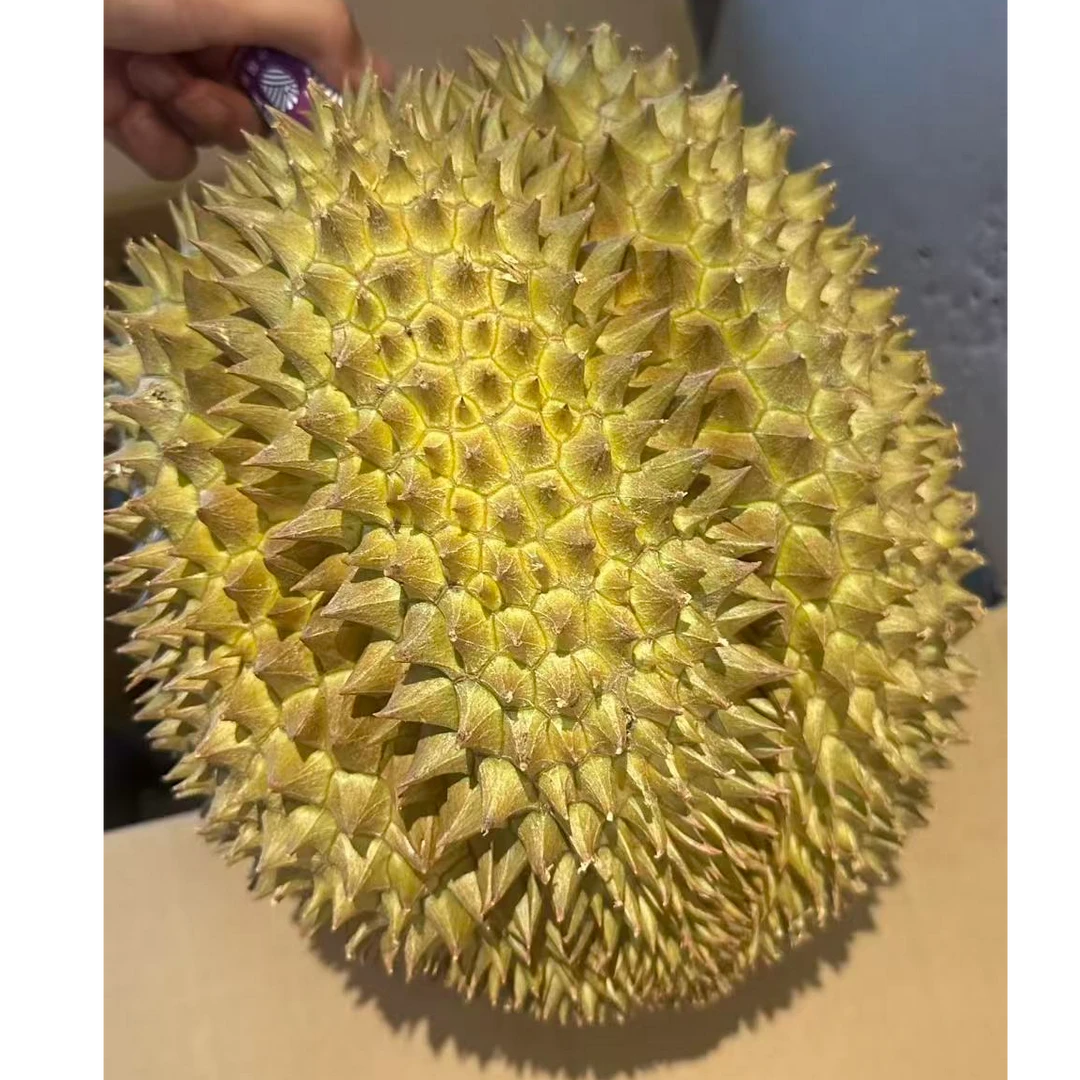 【一物一拍】19.9一斤整果，新鲜越南金枕榴莲 ，核大默认现开金枕越南