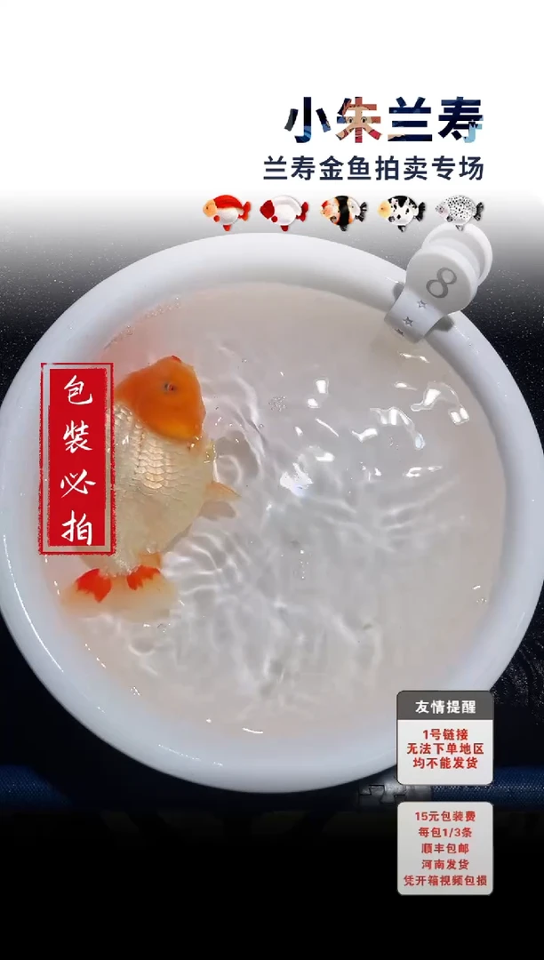 金鱼 包装必拍未拍顺丰到付8号