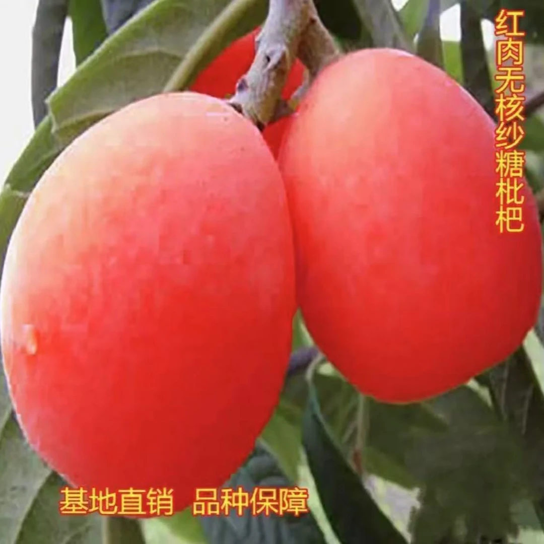 【枇杷树苗】红肉无籽无核砂糖枇杷苗新品南方北方抗旱耐寒果树苗