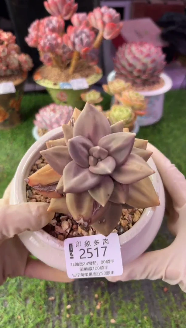 昆明印象多肉2517