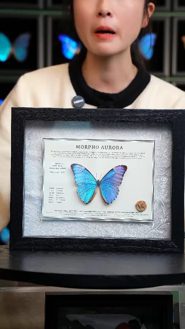 黎明闪蝶标本摆件绢布款