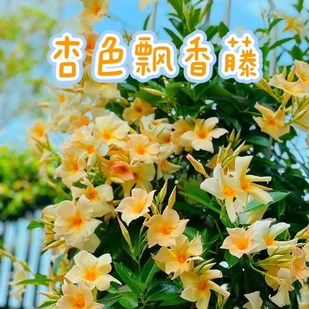 【杏色飘香藤0.5加仑】阳台庭院花园观赏草本花卉耐旱热盆栽苗