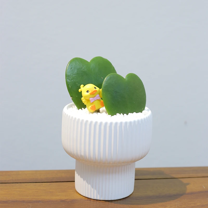 【心心相印】心叶球兰一片心多肉盆栽室内客厅办公室前台桌面绿植