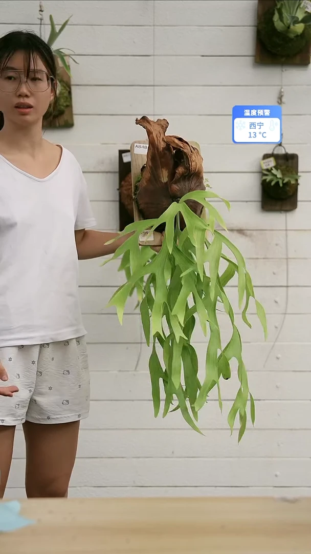 完全开放A848  换板发货皇冠