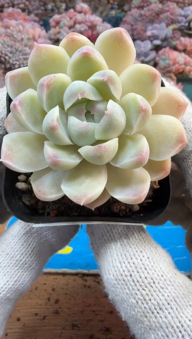 东云多肉园三号店-263