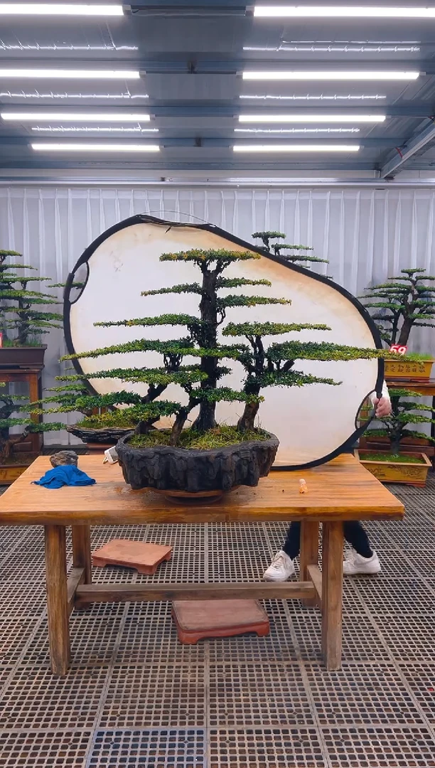 【闪购商品】紫砂精品盆景直播间一物一拍
