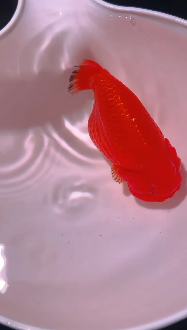 狮头鱼隔**王兰寿金鱼一只