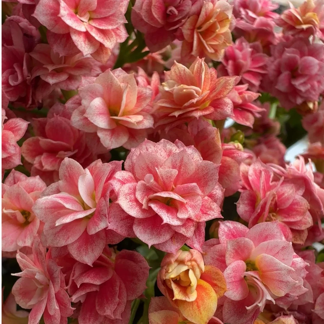 【烟花】精品盆栽重瓣带花苞客厅阳台室内养殖懒人花