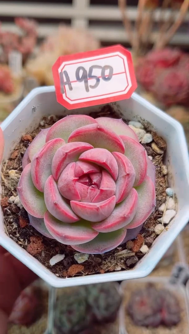 【闪购商品】H950国色芳华一物一拍