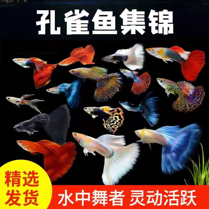 精品孔雀鱼放生鱼混搭套餐 能生小鱼好养耐活 热带观赏鱼M2