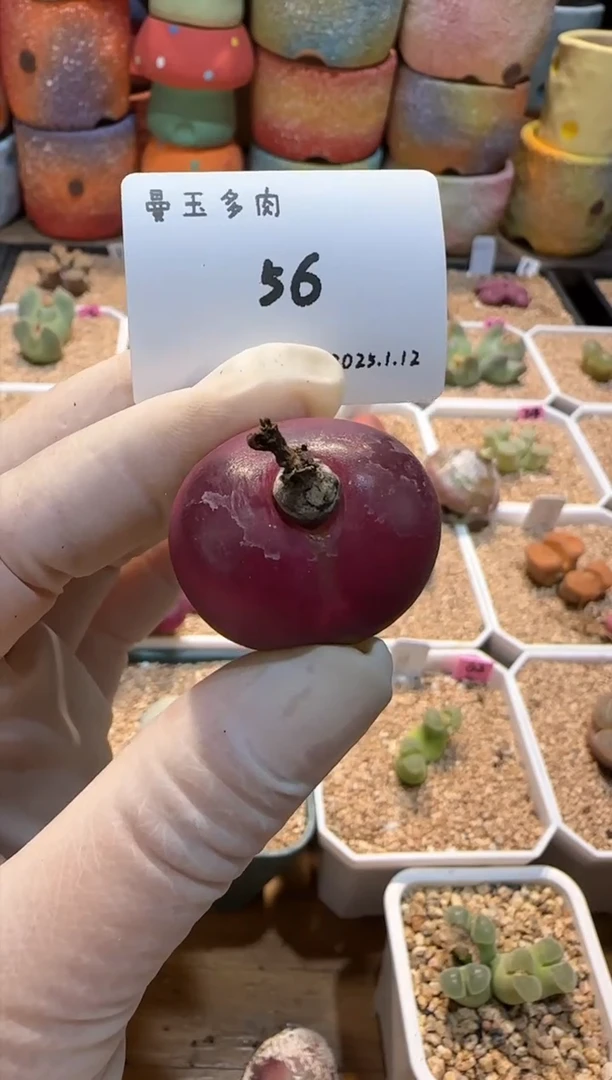 【闪购商品】25.1..12-56