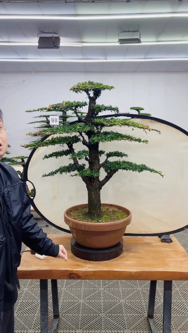 无花朵造型盆景一物一拍