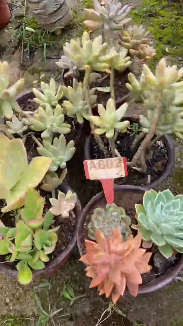 A602闪购清风花木兰多肉组合脱土发货