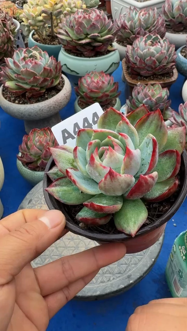 【闪购商品】A444惊鸿仙子（裸根发货）