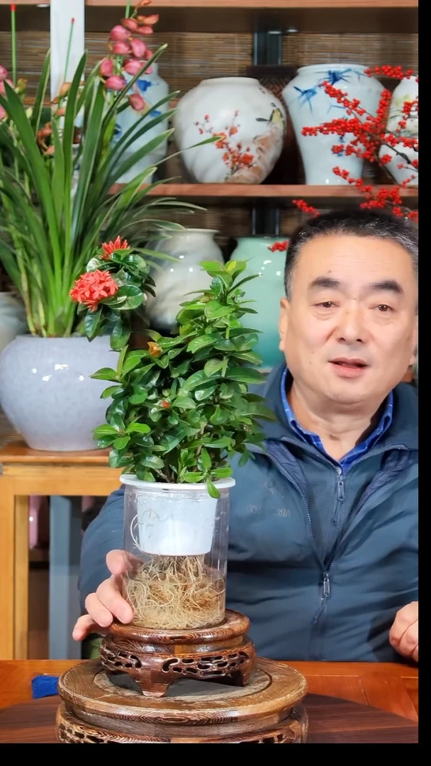 張*九水之韵水培龙船花