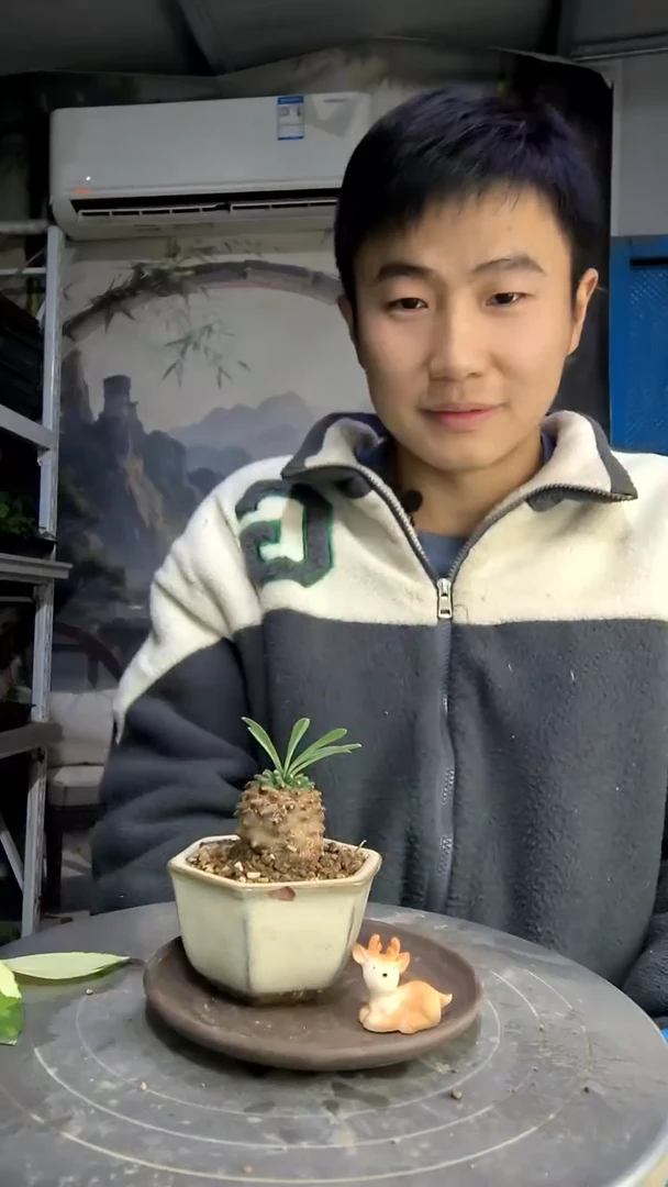 恩***活中青园艺一物一拍160