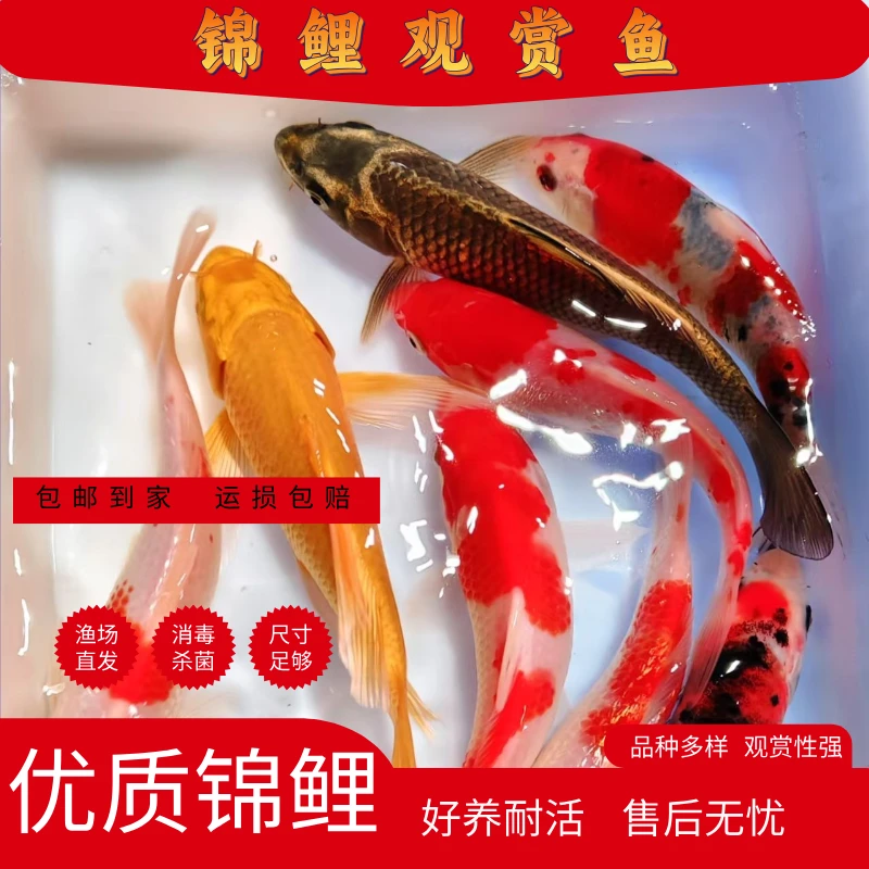 锦鲤活鱼冷水淡水观赏鱼活体黄金红白大正易养耐活宠物包邮锦鲤