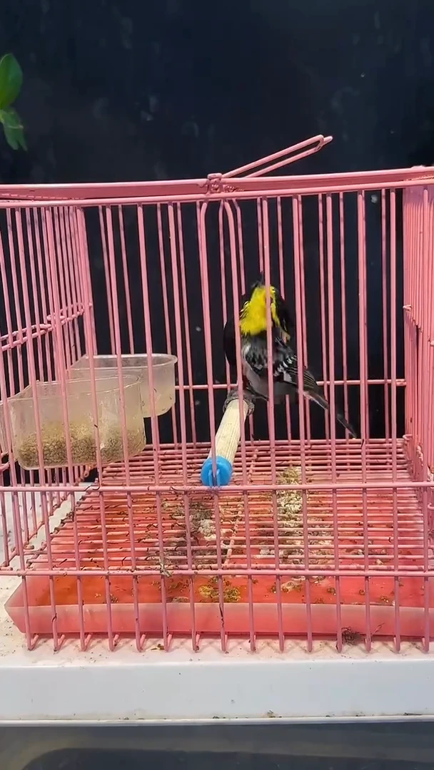 虎皮鹦鹉54号黄颊养笼0元起拍