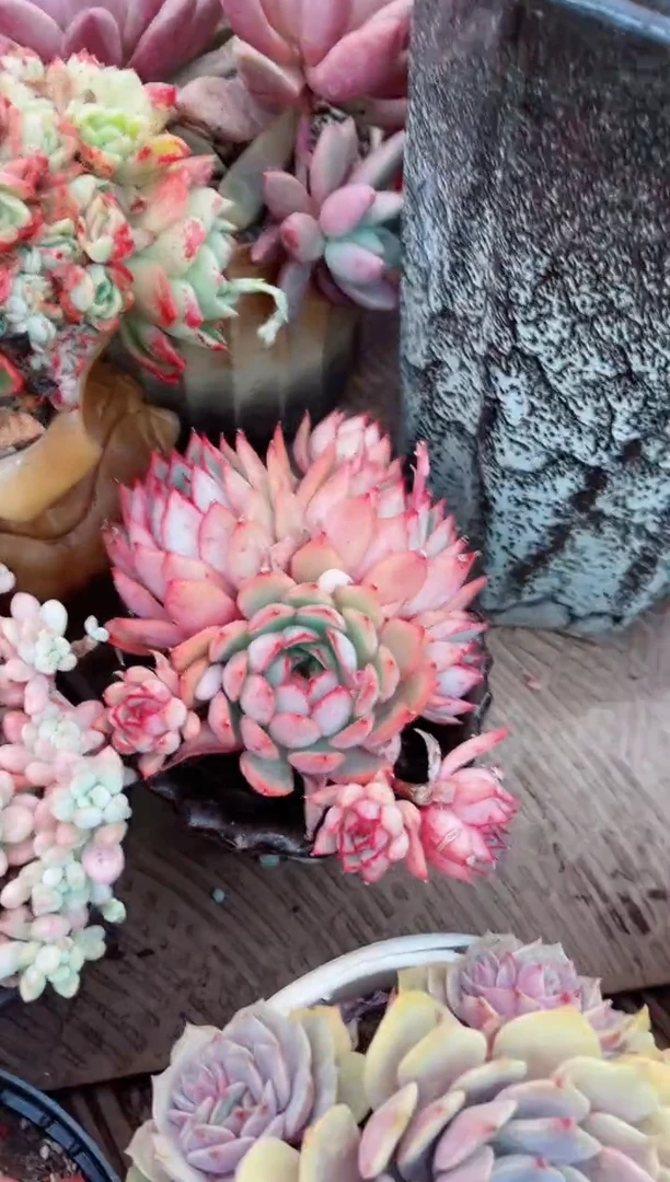 【闪购商品】03295