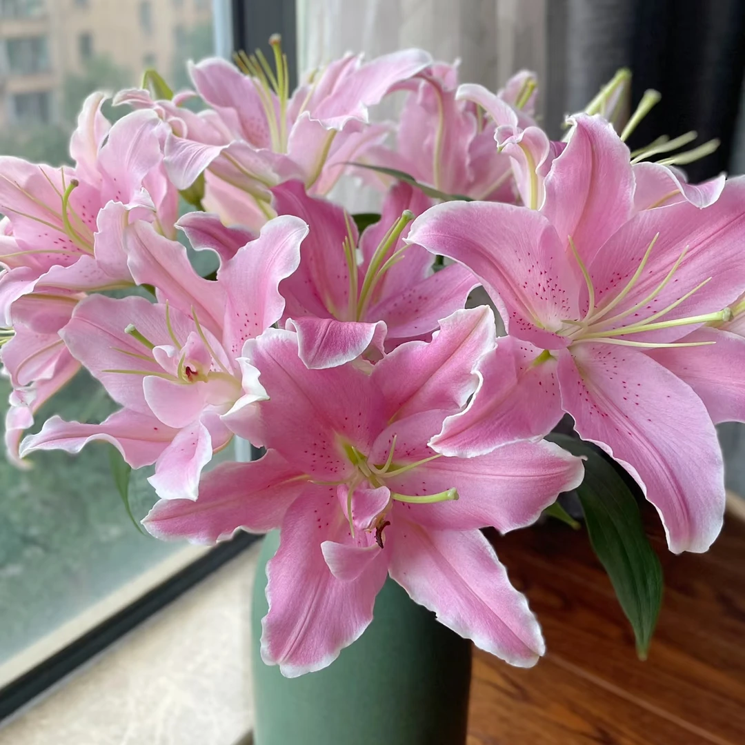 （粉钻）粉白色香水百合鲜花东北基地直发顺丰包邮水生鲜切花新鲜