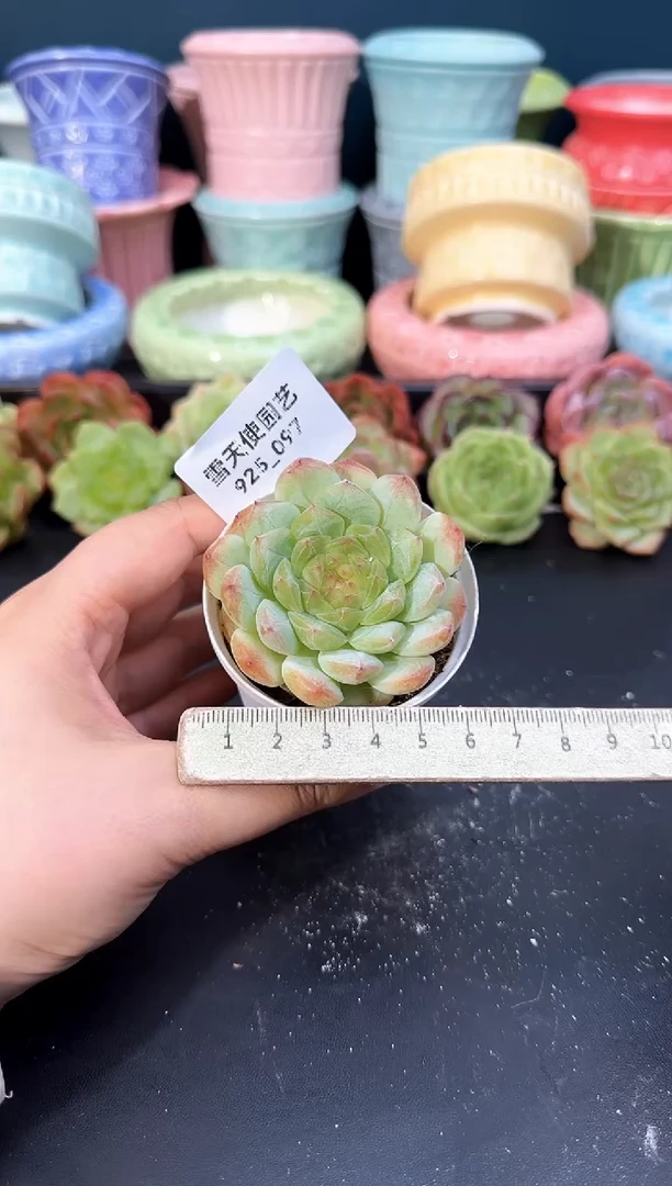 925-097青山（冠幅6cm）