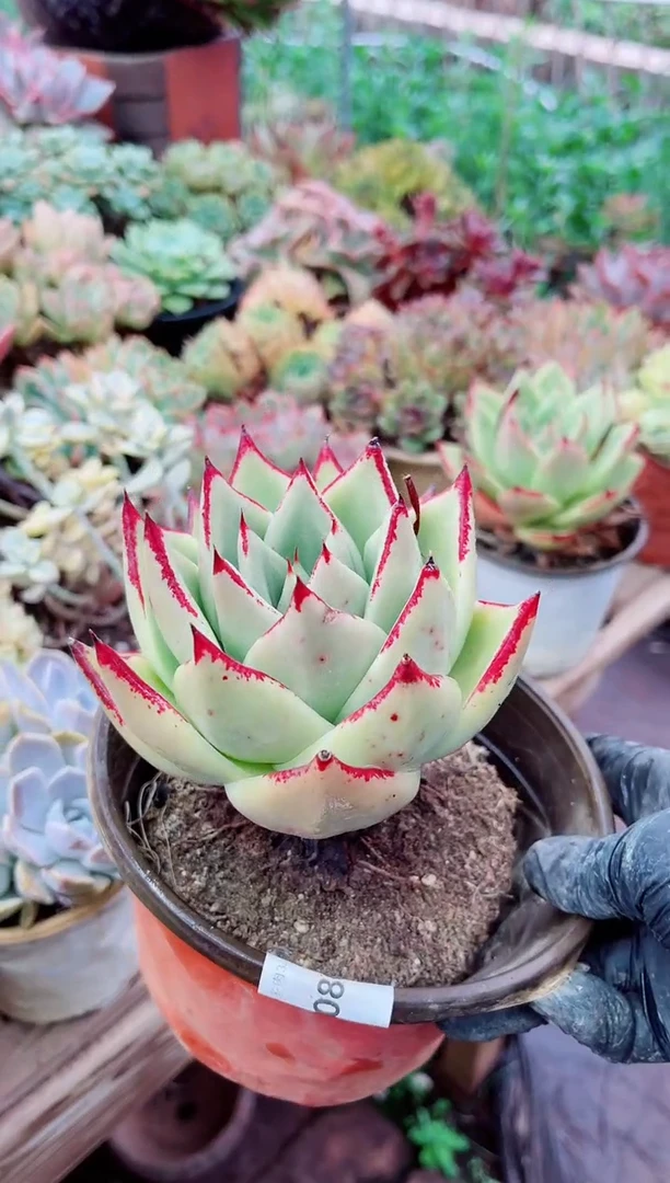 30080多肉植物一物一拍