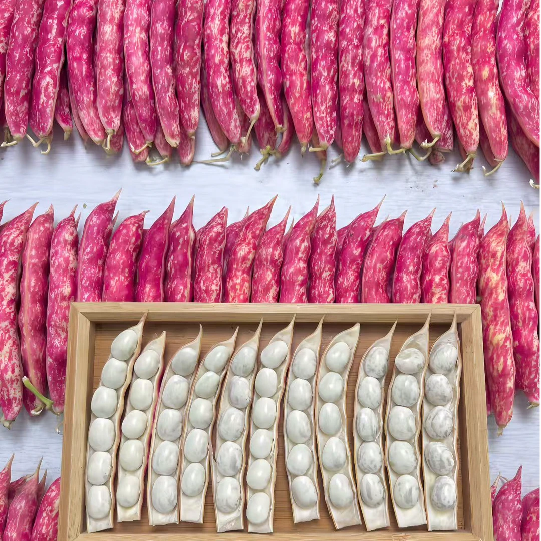 【精品】红金钩黄金钩豆角东北新鲜蔬菜红金勾豆角农家新鲜正宗