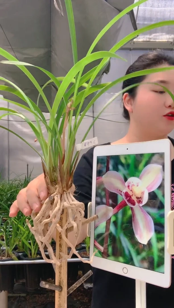 当前无花朵，栽培后可花朵润**声花仙子