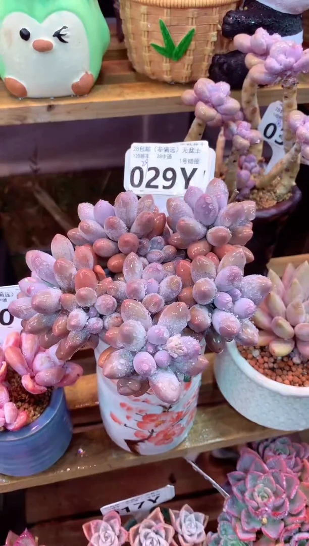 029Y（一物一拍，精品多肉，w所见即所得 ）