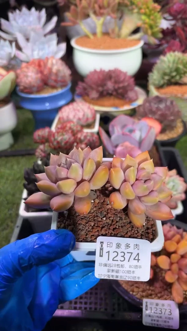 【闪购商品】12374