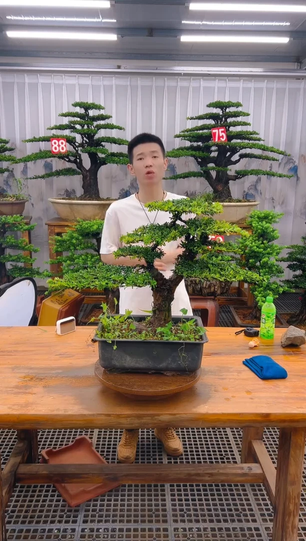 无花朵老*精品盆景直播间一物一拍