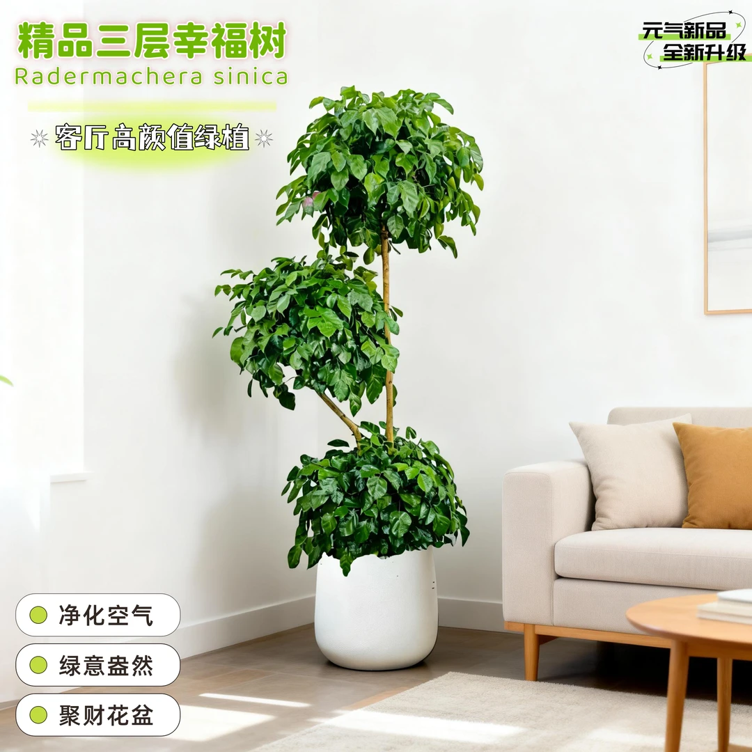 【送货上门】三层幸福树1.6-1.7米老桩办公室四季常青绿植盆栽室内