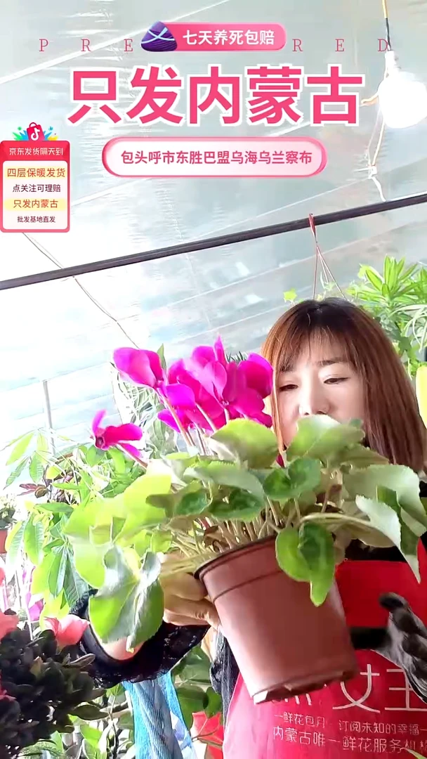 完全开放紫色仙客来大盆