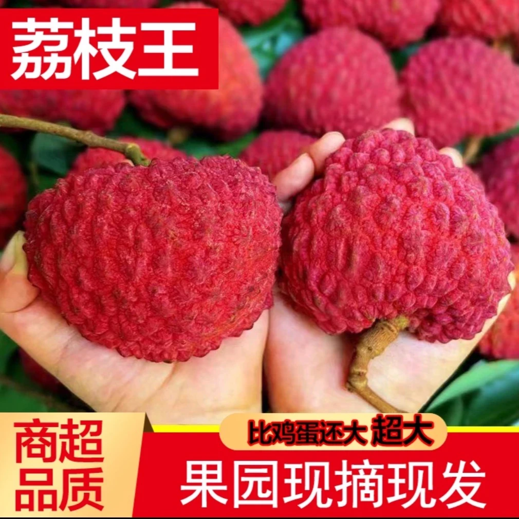 【荔枝王-顺丰现货】海南火山口荔枝王当季新鲜1-5斤多仓发啊豹