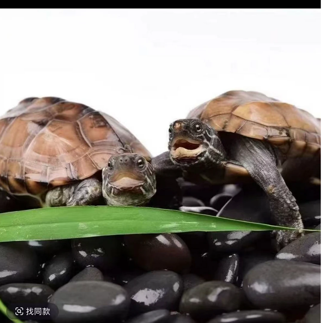 阿孙宠物定制链接