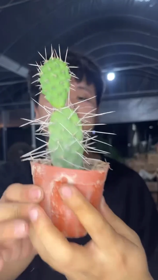 多头 硫磺团扇【带根】