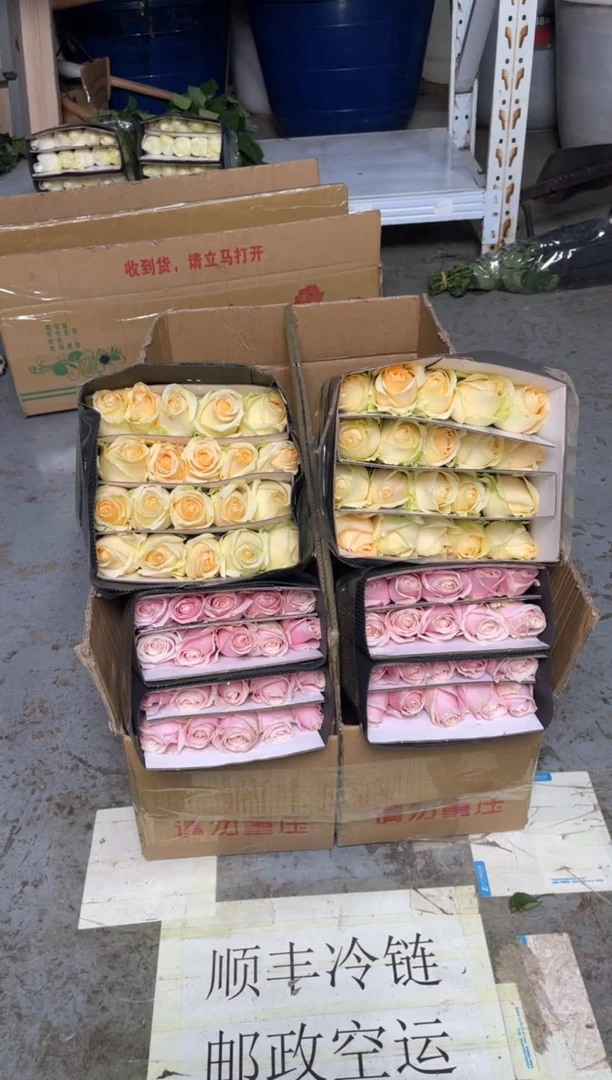 粉红20枝+香槟20枝