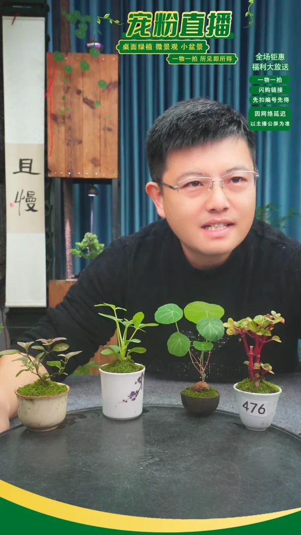 无花朵凌**志苔藓微景观0476号