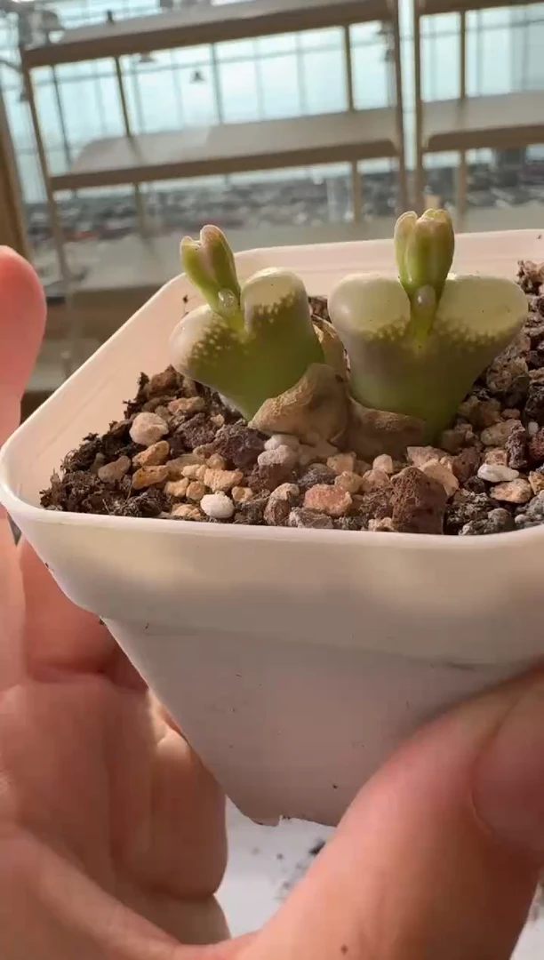 24-244多肉植物肉锥