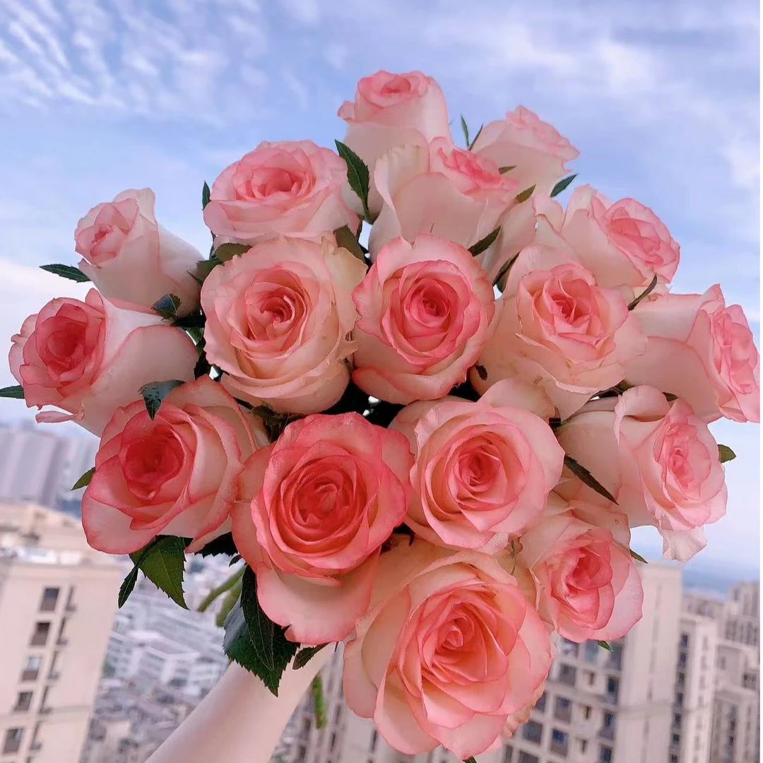 【六哥花卉】爱莎大头玫瑰