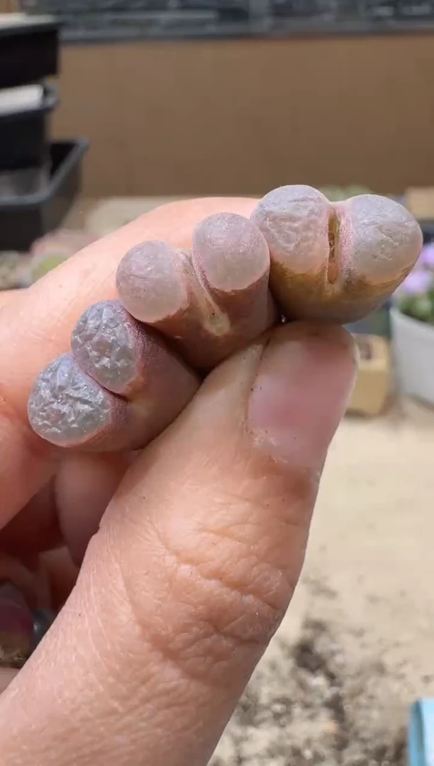 艾*་13-86多肉植物肉锥