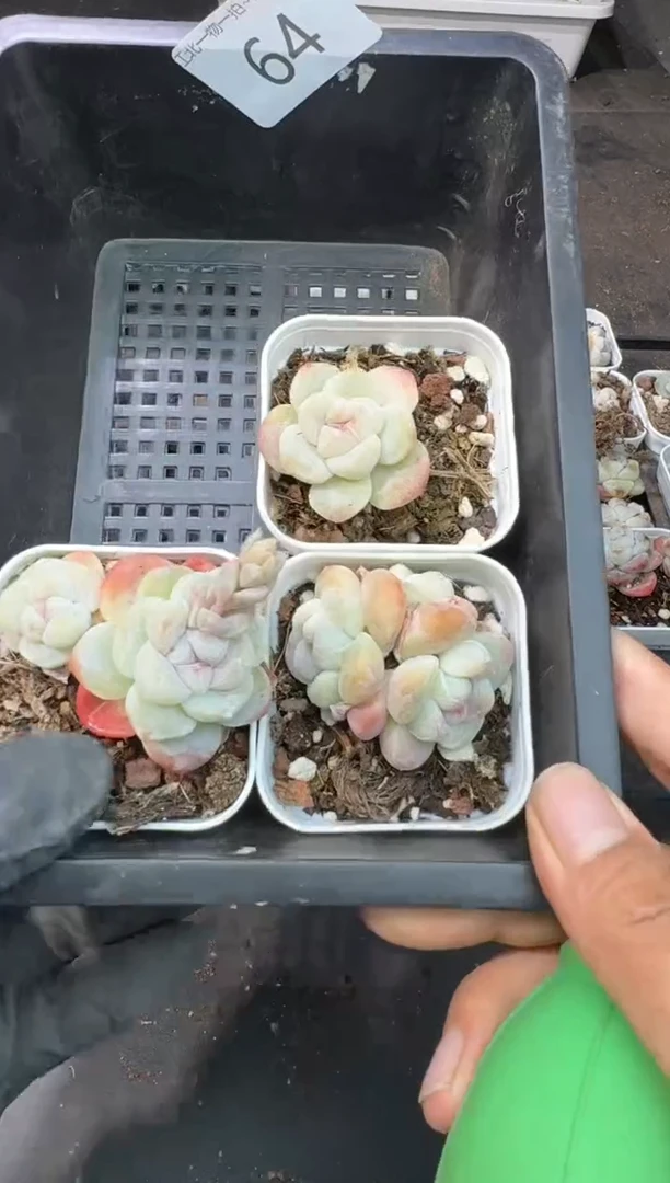 【闪购商品】64号到手1框---江北多肉