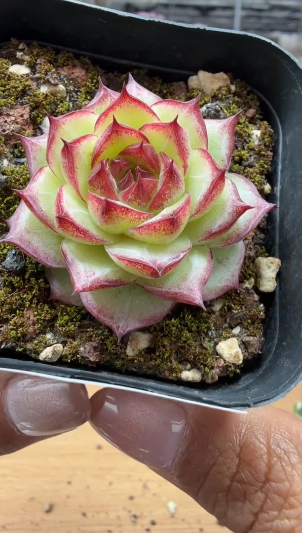 东云多肉园二店-162