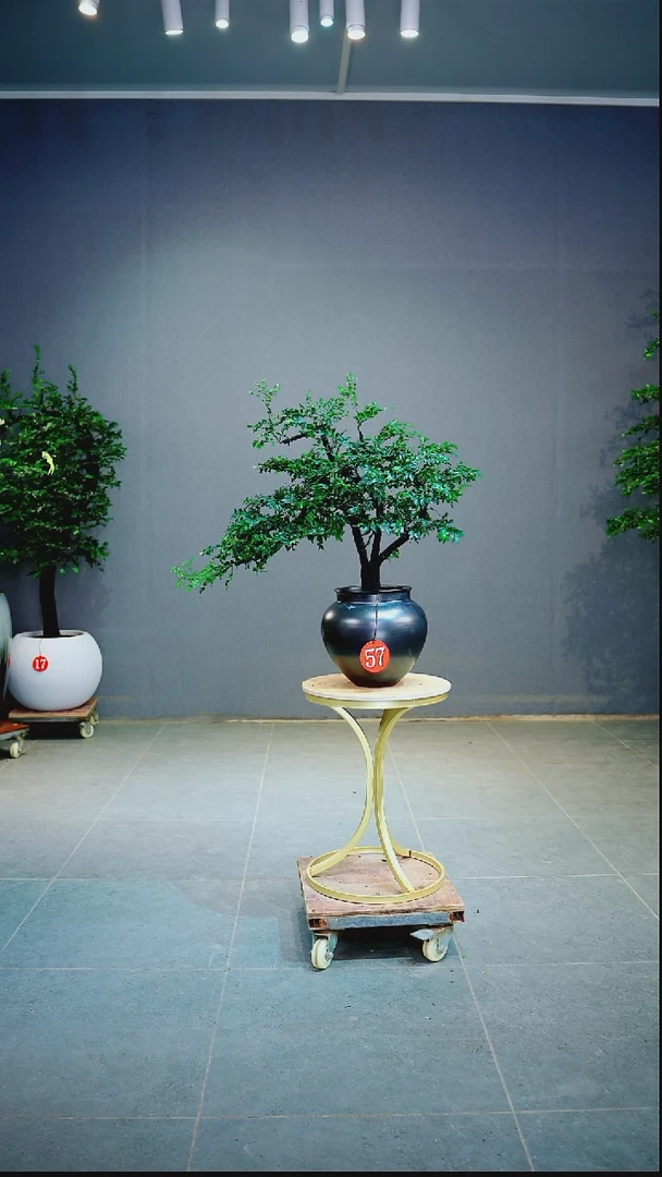 当前无花朵，栽培后可花朵芙****…一物一拍绿植
