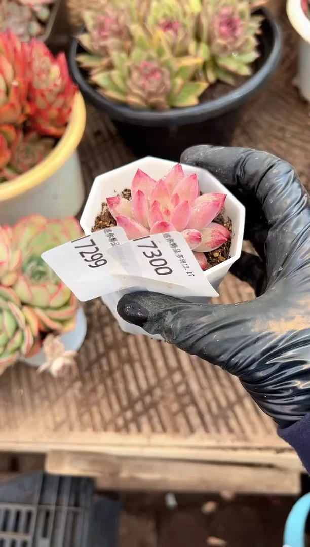 阿*多肉植物一物一拍17300