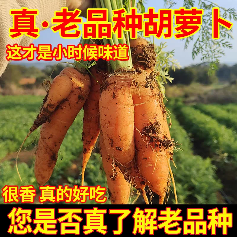 胡萝卜农家高山新鲜胡萝卜天然露天传统种植农家肥自种胡萝卜